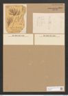 Libellus grevillei (Ag.) Cleve (de-Toni-Nr.: Genus 5, Species 856) Zeichnungen Sammlung Grunow Nr. 1698 (NHMW-BOT-W0368570)